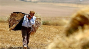 اطلاعات تازه‌ای درباره بدهی‌های معوق گندمکاران و نرخ جدید گندم